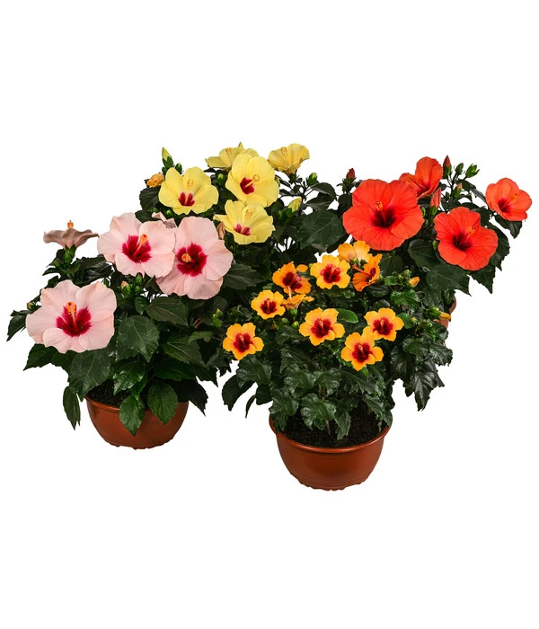 Hibiskus In Schale, Verschiedene Sorten 1 Hibiskus In Schale, Verschiedene Sorten