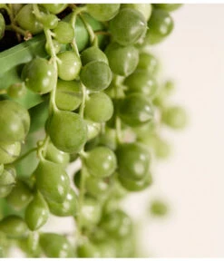 Erbsenpflanze - Senecio Rowleyanus 7 Erbsenpflanze - Senecio Rowleyanus -Outdoor Garten Geschäft 8598112 PR DE 001 ErbsenpflanzeSenecioRowleyanusT14DehnerExpressZS