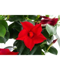 Dipladenie, Herzform, Verschiedene Farben -Outdoor Garten Geschäft 8599094 WE DE 001 DipladenieHerzRotT17