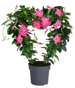 Dipladenie, Herzform, Verschiedene Farben