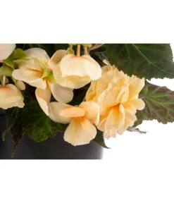 Hängebegonie 'Champagner', Ampel -Outdoor Garten Geschäft 8604712 WE DE 002 HaengebegonieChampT27