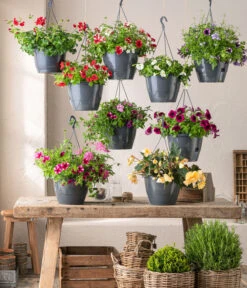 Hängebegonie 'Champagner', Ampel -Outdoor Garten Geschäft 8604712 WE MO 001 Ampeln