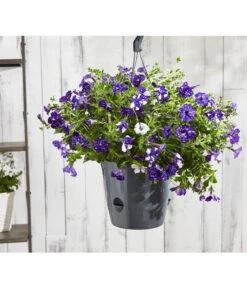 Hängepetunie 'Night Sky' 9 Hängepetunie 'Night Sky' -Outdoor Garten Geschäft 8604878 8816506 PR MO 003 HaengePetunienightskyBL18Sauer