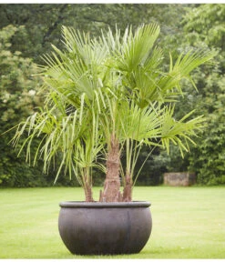 Bestseller -Outdoor Garten Geschäft 8607855 PR MO 001 Polystone SchaleEmpireBlumentopfBlumenvasePflanztopfHanfpalmeTrachycarpusFortuneiGruppe