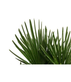 Hanfpalme, Multistamm -Outdoor Garten Geschäft 8607855 WE DE 001 HanfpalmeTrachycarpusFortuneiT36