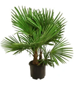 Bestseller 7 Hanfpalme, Multistamm