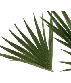 Zwergpalme 'Vulcano' -Outdoor Garten Geschäft 8607905 WE DE 002 ChamaeropsVulcanoT18