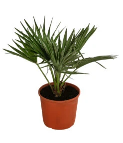 Bestseller 19 Zwergpalme 'Vulcano'