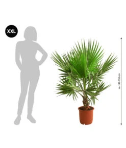 Bestseller -Outdoor Garten Geschäft 8608036 WE BG 001 XXL Faecherpalme140150cm