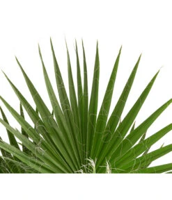 XXL Fächerpalme -Outdoor Garten Geschäft 8608036 WE DE 004 WashingtoniaRobustaT30MexikanischeFaecherpalme