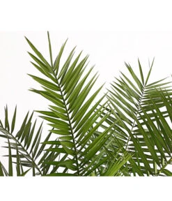 XXL Kanarische Dattelpalme, Ca. 140-160 Cm 9 XXL Kanarische Dattelpalme, Ca. 140-160 Cm -Outdoor Garten Geschäft 8608721 PR DE 001 PhoenixCanariensisT28DehnerExpressHerzig