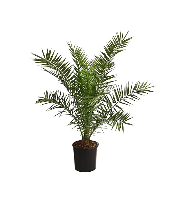 XXL Kanarische Dattelpalme, Ca. 140-160 Cm 1 XXL Kanarische Dattelpalme, Ca. 140-160 Cm