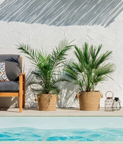 Bestseller -Outdoor Garten Geschäft 8608721 WE MO 002 ZwergpalmeChamaeropsHumilisKanarischeDattelpalmePhoenixCanariensisUweSauer