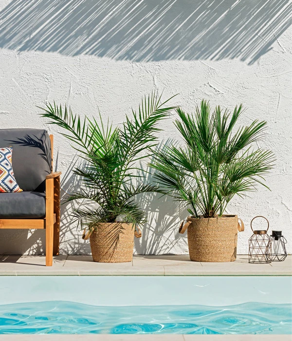 XXL Kanarische Dattelpalme, Ca. 140-160 Cm 2 XXL Kanarische Dattelpalme, Ca. 140-160 Cm – Bild 2