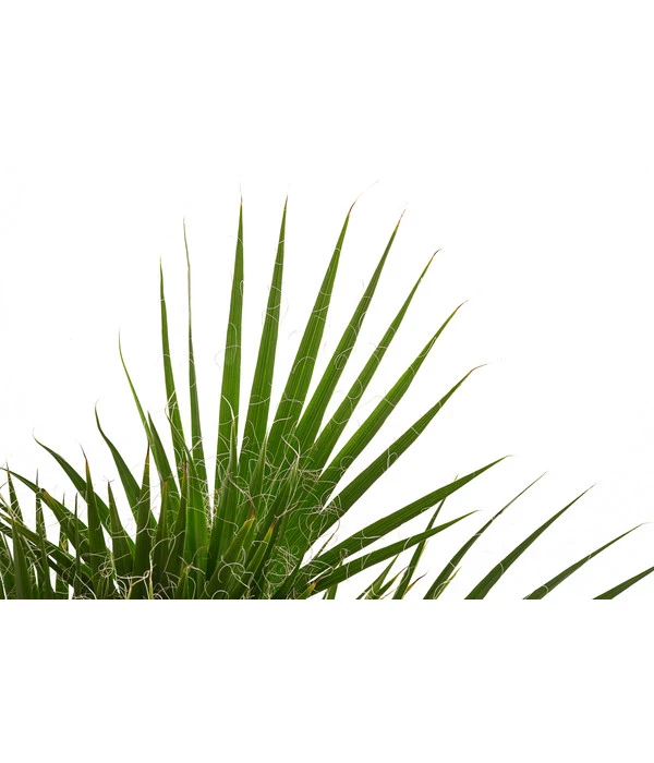 Fächerpalme, Mehrstämmig 2 Fächerpalme, Mehrstämmig – Bild 2