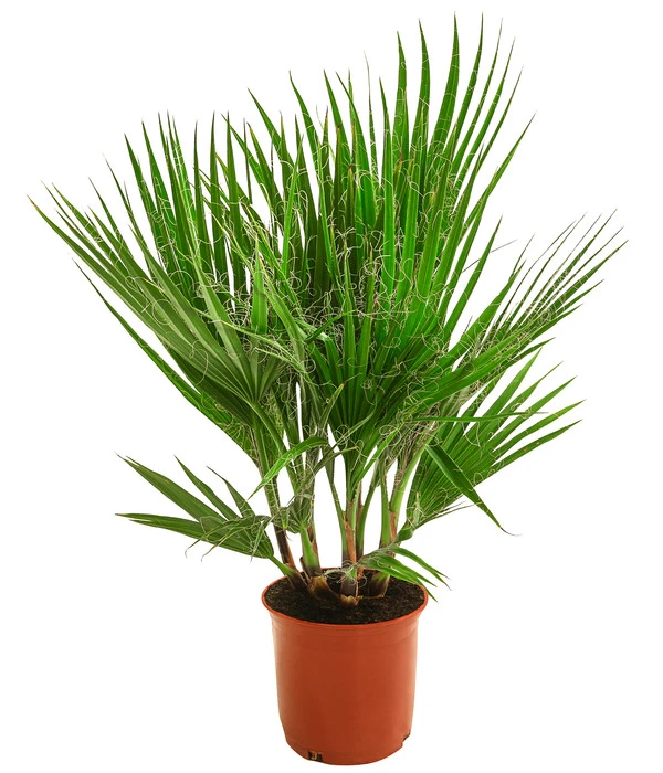 Fächerpalme, Mehrstämmig 1 Fächerpalme, Mehrstämmig