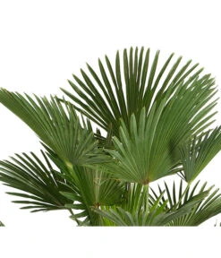 Bestseller -Outdoor Garten Geschäft 8609349 PR DE 001 WagnersHanfpalmeKleineHanfpalmeTrachyWagnerianus25