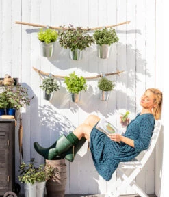 Bio Rosmarin -Outdoor Garten Geschäft 8610123 WE MO 001 Oregano Kraeuter