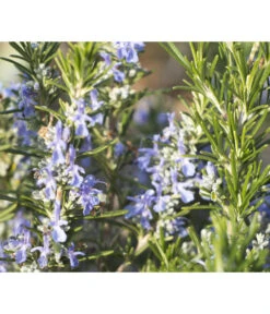 Bio Rosmarin -Outdoor Garten Geschäft 8610206 WE DE 001 RosmarinBluete