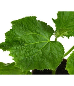 Bio Schlangengurke Im Pottburri®-Topf -Outdoor Garten Geschäft 8611287 WE DE 001 BioPBSchlangengurke