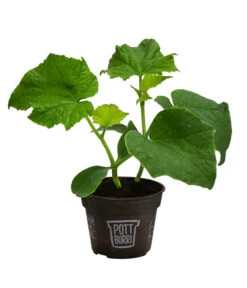 Bestseller -Outdoor Garten Geschäft 8611287 WE FS 001 BioPBSchlangengurke