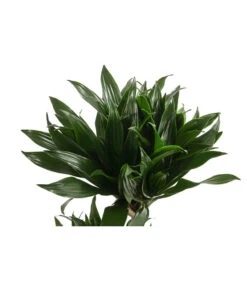 Drachenbaum - Dracaena Deremensis Compacta -Outdoor Garten Geschäft 8612699 WE DE 001 DracaenaDeremensisCompactaZweitriebigT17