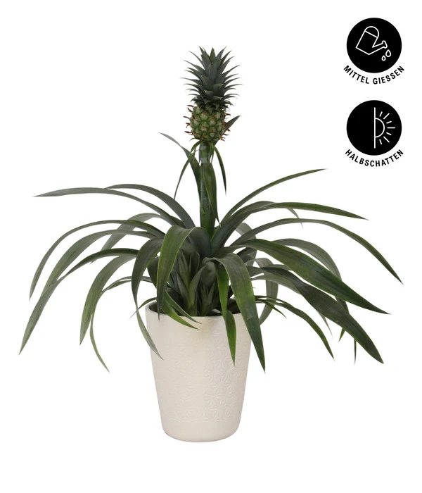 Ananaspflanze - Ananas Comosus, In Keramik 2 Ananaspflanze - Ananas Comosus, In Keramik – Bild 2