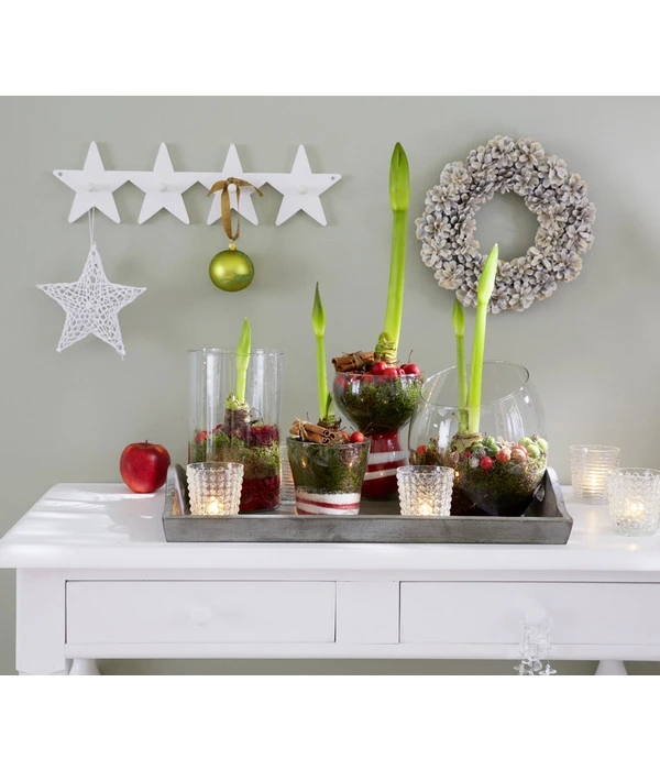 Amaryllis - Hippeastrum Hybride, Eintriebig, Rot 3 Amaryllis - Hippeastrum Hybride, Eintriebig, Rot – Bild 3