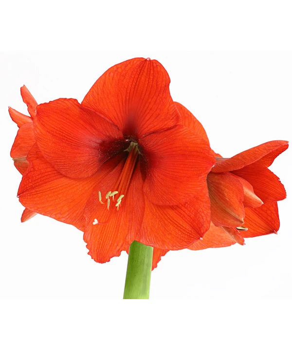 Amaryllis - Hippeastrum Hybride, Eintriebig, Rot 2 Amaryllis - Hippeastrum Hybride, Eintriebig, Rot – Bild 2