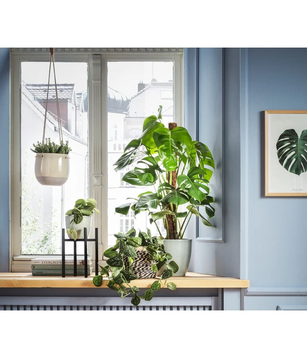 Felsendickblatt - Crassula Rupestris Subsp. Marnieriana 'Hottentot', Ampel 2 Felsendickblatt - Crassula Rupestris Subsp. Marnieriana 'Hottentot', Ampel – Bild 2