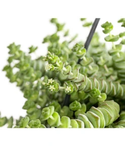 Felsendickblatt - Crassula Rupestris Subsp. Marnieriana 'Hottentot', Ampel 5 Felsendickblatt - Crassula Rupestris Subsp. Marnieriana 'Hottentot', Ampel -Outdoor Garten Geschäft 8652596 PR DE 001 CrassulaHottentotFelsenDickblattAmpelT14DehnerExpressHerzig