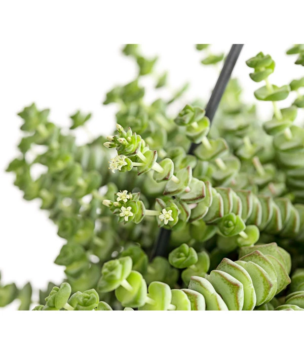 Felsendickblatt - Crassula Rupestris Subsp. Marnieriana 'Hottentot', Ampel 3 Felsendickblatt - Crassula Rupestris Subsp. Marnieriana 'Hottentot', Ampel – Bild 3