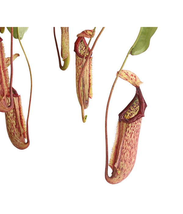 Kannenpflanze - Nepenthes Alata, Ampel Groß 3 Kannenpflanze - Nepenthes Alata, Ampel Groß – Bild 3
