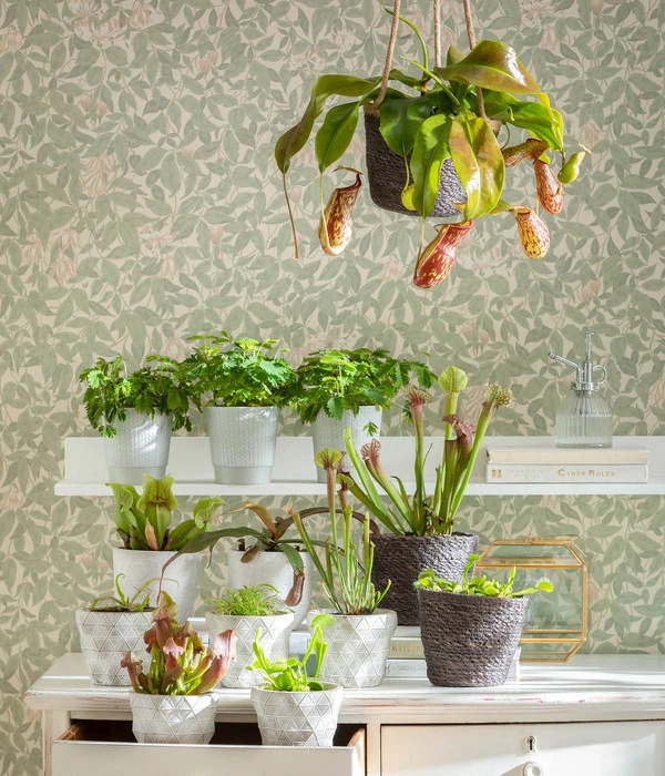 Kannenpflanze - Nepenthes Alata, Ampel Groß 2 Kannenpflanze - Nepenthes Alata, Ampel Groß – Bild 2