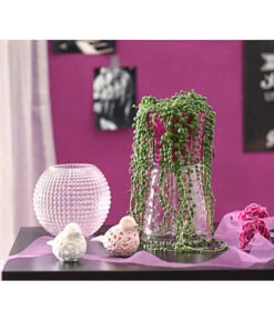 Erbsenpflanze - Senecio Rowleyanus 6 Erbsenpflanze - Senecio Rowleyanus -Outdoor Garten Geschäft 8677924 PR MO 001 SenecioRowleyanusT11DehnerExpressHerzig