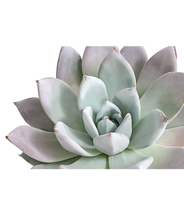 Echeverie - Echeveria-Hybride 'Mexican Giant' 2 Echeverie - Echeveria-Hybride 'Mexican Giant' – Bild 2