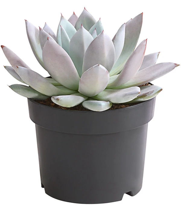 Echeverie - Echeveria-Hybride 'Mexican Giant' 1 Echeverie - Echeveria-Hybride 'Mexican Giant'