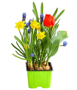 Zwiebelpflanzen-Trio Frühlingsstimmung