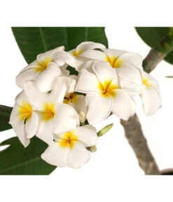 Bestseller -Outdoor Garten Geschäft 8691180 WE DE 001 PlumeriaT18MixOstroFrangipani