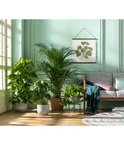 Goldfruchtpalme - Dypsis Lutescens 11 Goldfruchtpalme - Dypsis Lutescens -Outdoor Garten Geschäft 8704702 WE MO 001 DypsisLutescens