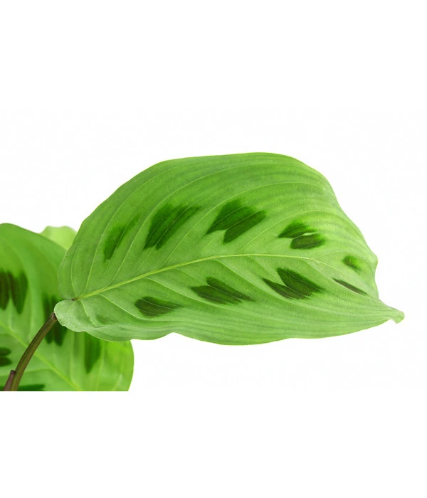 Marante - Maranta Leuconeura Kerchoveana 2 Marante - Maranta Leuconeura Kerchoveana – Bild 2