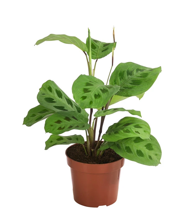 Marante - Maranta Leuconeura Kerchoveana 1 Marante - Maranta Leuconeura Kerchoveana