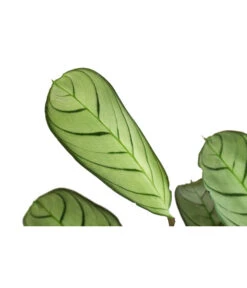 Korbmarante - Ctenanthe Burle-marxii -Outdoor Garten Geschäft 8720930 PR DE 001 CtenantheAmagrisT12 DehnerExpressHerzig