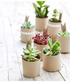 Bestseller -Outdoor Garten Geschäft 8722514 PR MO 002 Sukkulenten