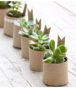 Mini Sukkulenten, Verschiedene Sorten -Outdoor Garten Geschäft 8722514 PR MO 006 Sukkulenten