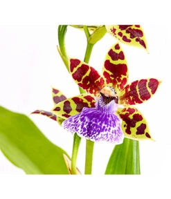 Zygopetalum - Zygopetalum Cultivars -Outdoor Garten Geschäft 8722761 PR DE 001 ZygopetalumCultivars2TrieberT12DehnerExpressHerzig