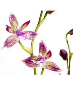 Zygopetalum - Zygopetalum Cultivars -Outdoor Garten Geschäft 8722761 PR DE 002 Zygopetalum2TrieberDehnerExpressHerzig