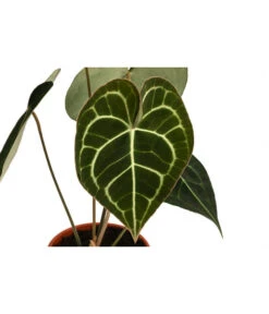 Herzblattblume - Anthurium Clarinervium -Outdoor Garten Geschäft 8722985 WE DE 001 HerzblattblumeAnthuriumClarinerviumT12