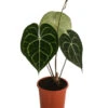 Herzblattblume - Anthurium Clarinervium