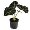 Pfeilblatt - Alocasia Reginula 'Black Velvet'